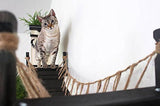 CatastrophiCreations Cat Bridge Wall-Mounted Play and Lounge Toy Cat Tree Tower Alternative for Pets